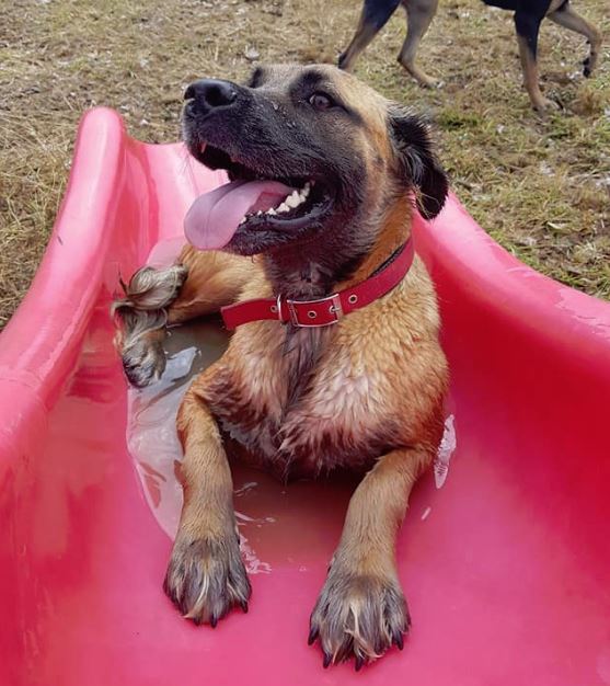 Dog with hotsell red collar